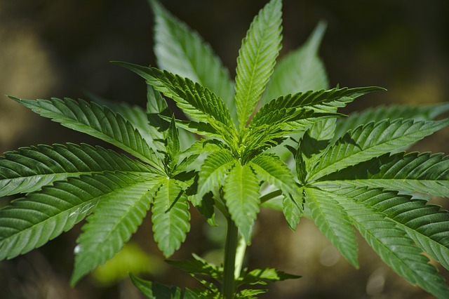 Medical marijuana may be helping curb opioid use, study shows